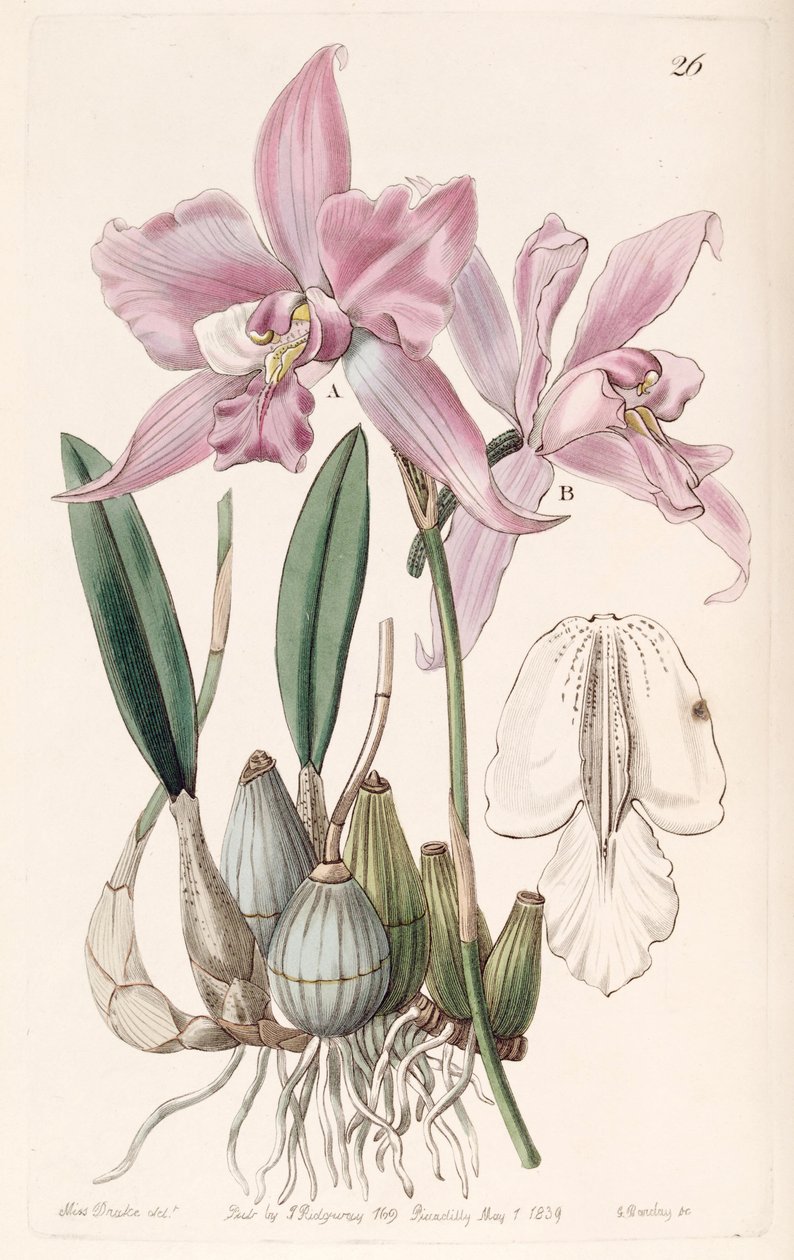 Laelia furfuracea autorstwa Miss Drake