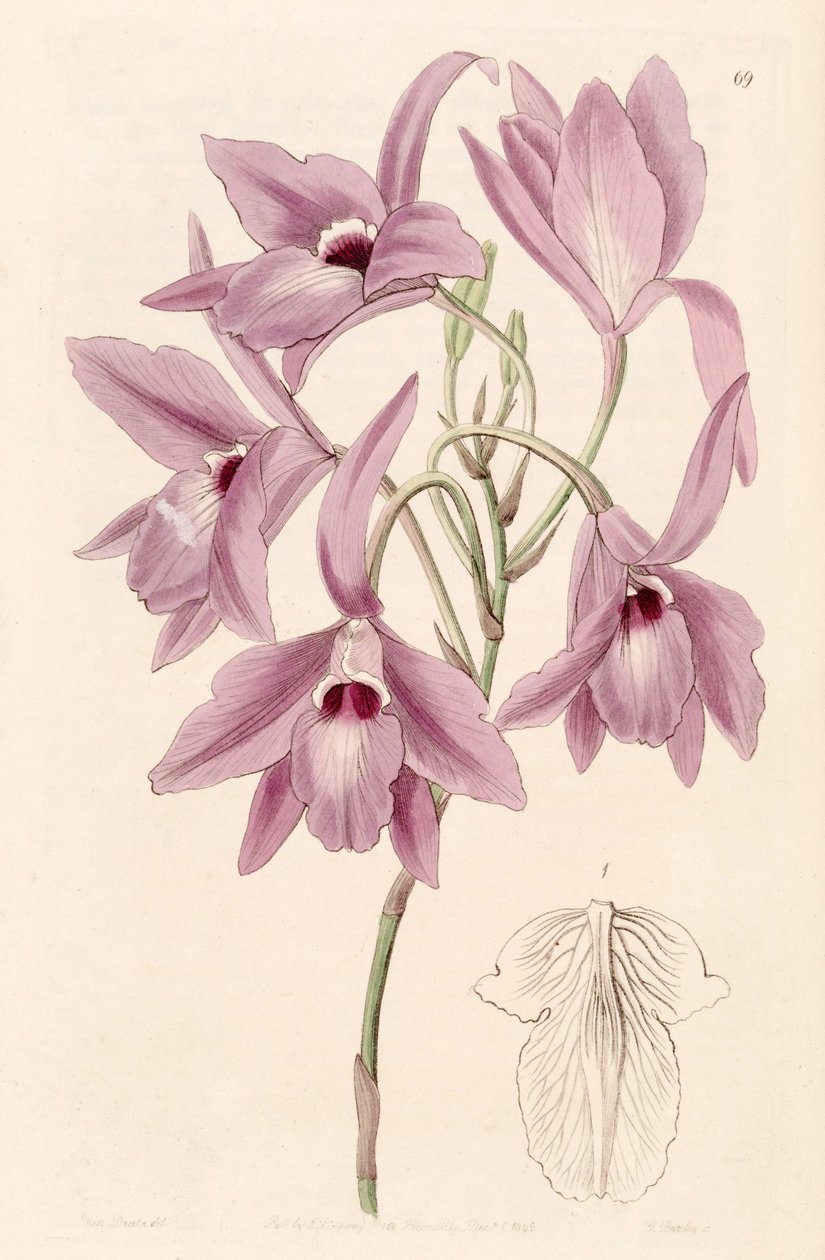 Laelia rubescens (jako syn. Laelia peduncularis) autorstwa Miss Drake