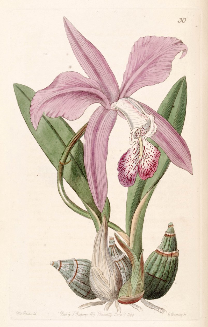 Laelia speciosa (jako syn. Laelia majalis) autorstwa Miss Drake