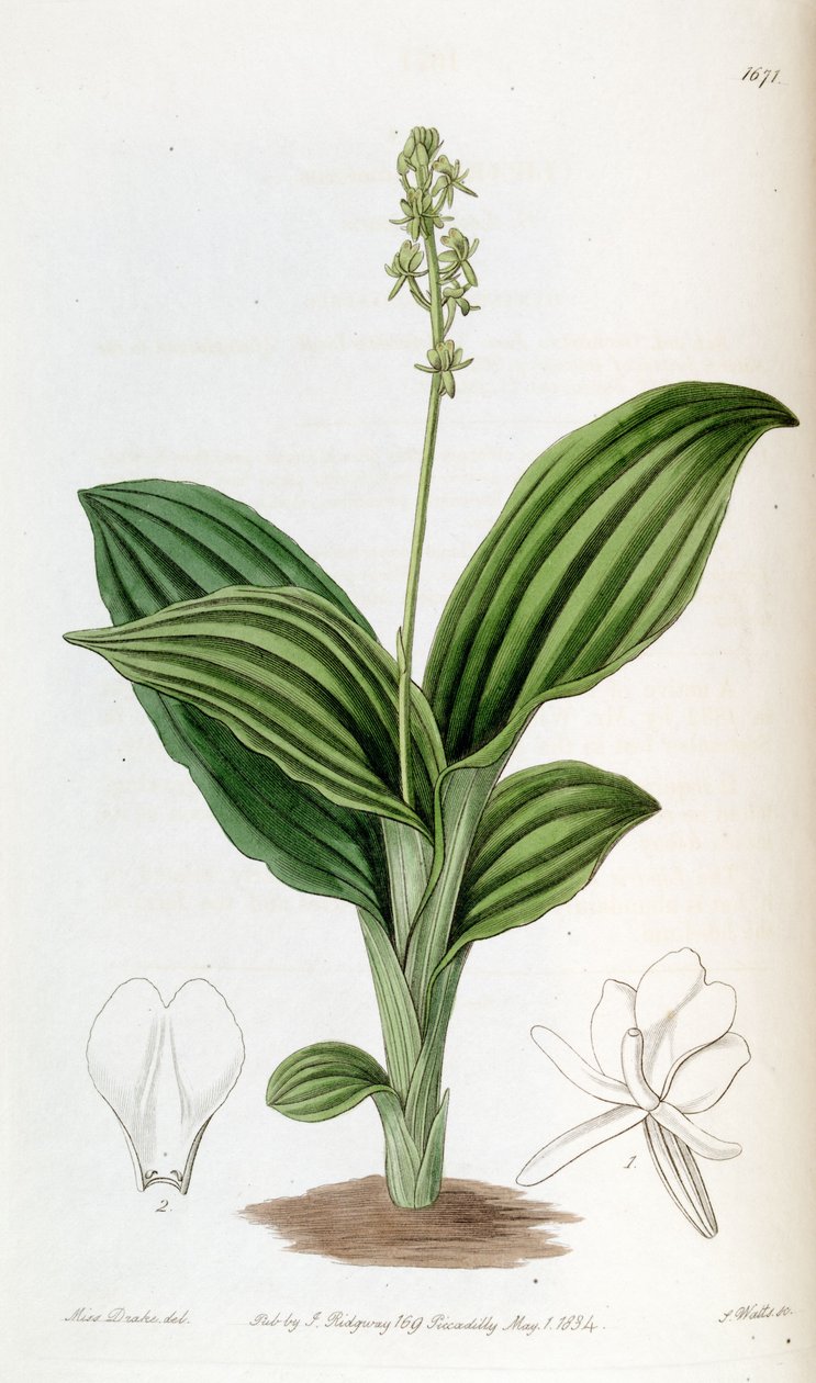 Liparis nervosa ssp. nervosa (jako syn. Liparis guineensis) autorstwa Miss Drake