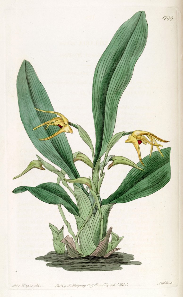 Maxillaria crocea autorstwa Miss Drake