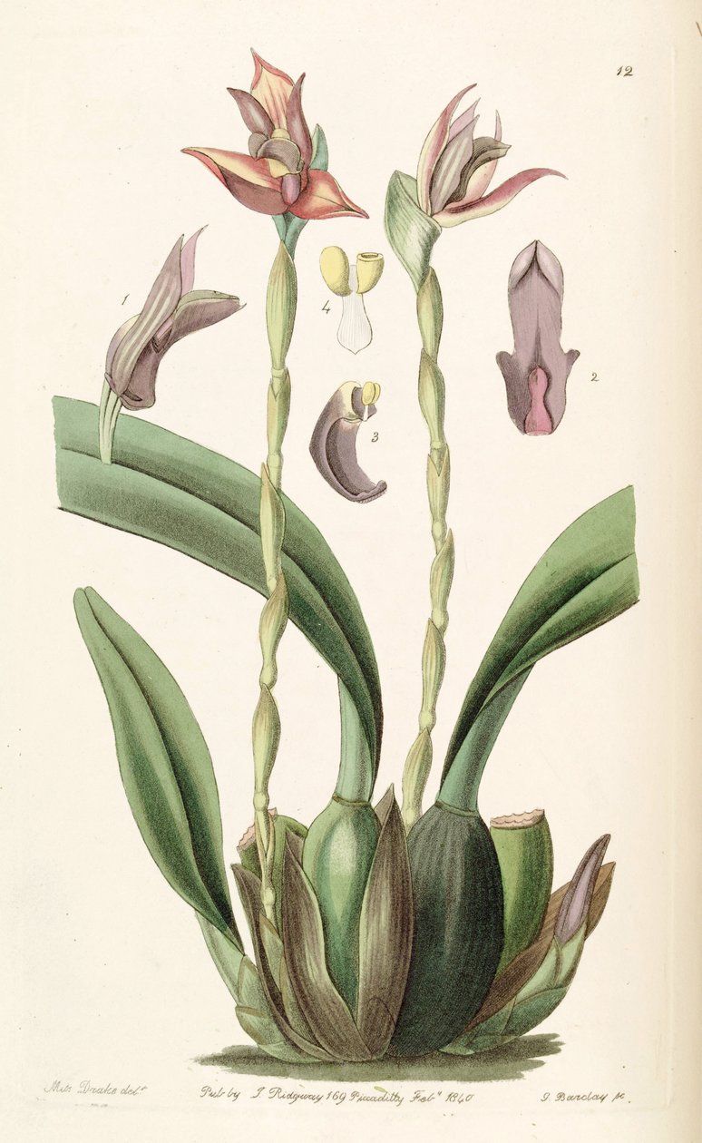 Maxillaria cucullata autorstwa Miss Drake