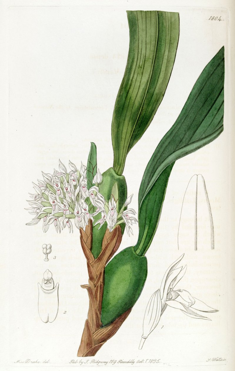 Maxillaria densa autorstwa Miss Drake