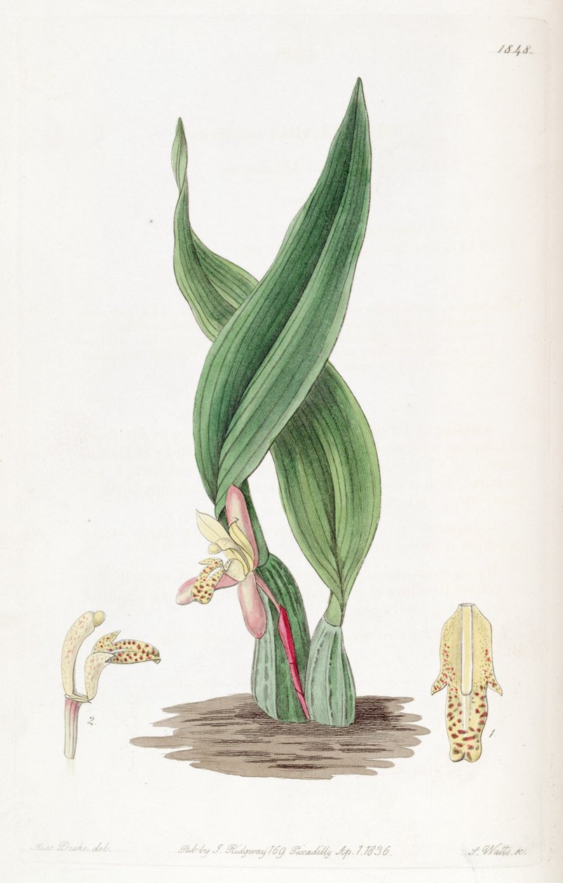 Maxillaria rufescens autorstwa Miss Drake