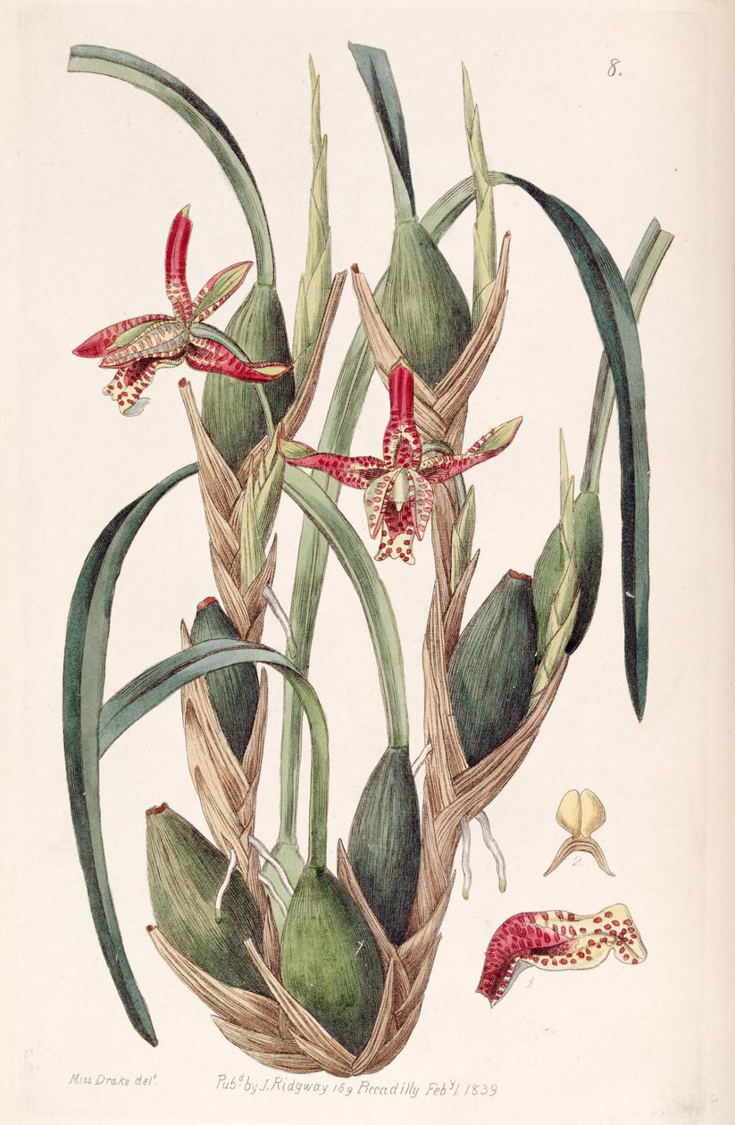 Maxillaria tenuifolia lub Maxillariella tenuifolia autorstwa Miss Drake