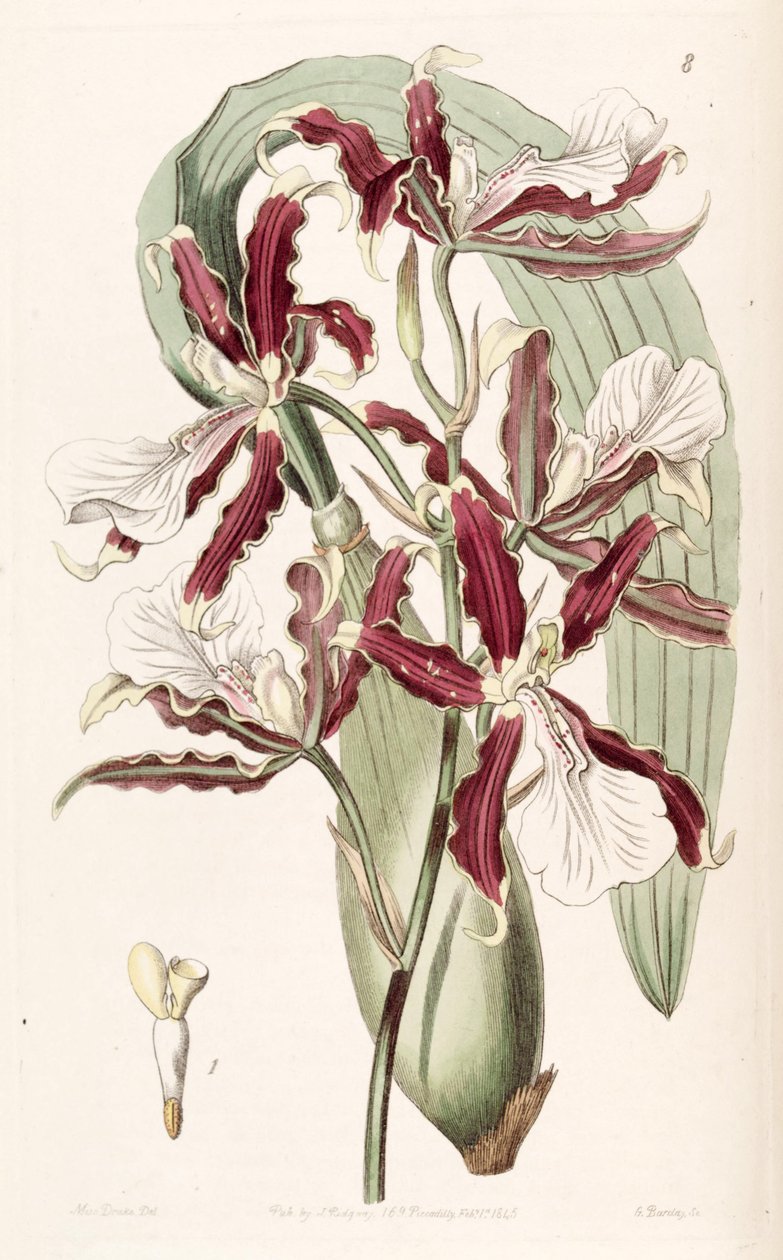 Miltonia cuneata autorstwa Miss Drake