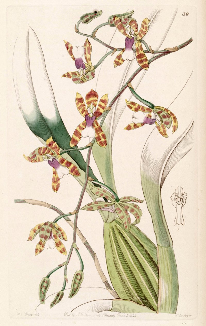 Miltonioides laevis (jako syn. Odontoglossum laeve) autorstwa Miss Drake