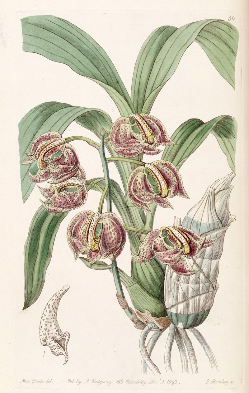 Mormodes aromatyczny autorstwa Miss Drake