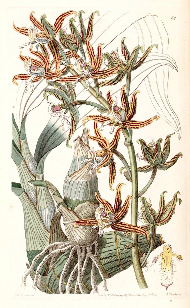 Mormodes lineata (jako Mormodes lineatum) autorstwa Miss Drake
