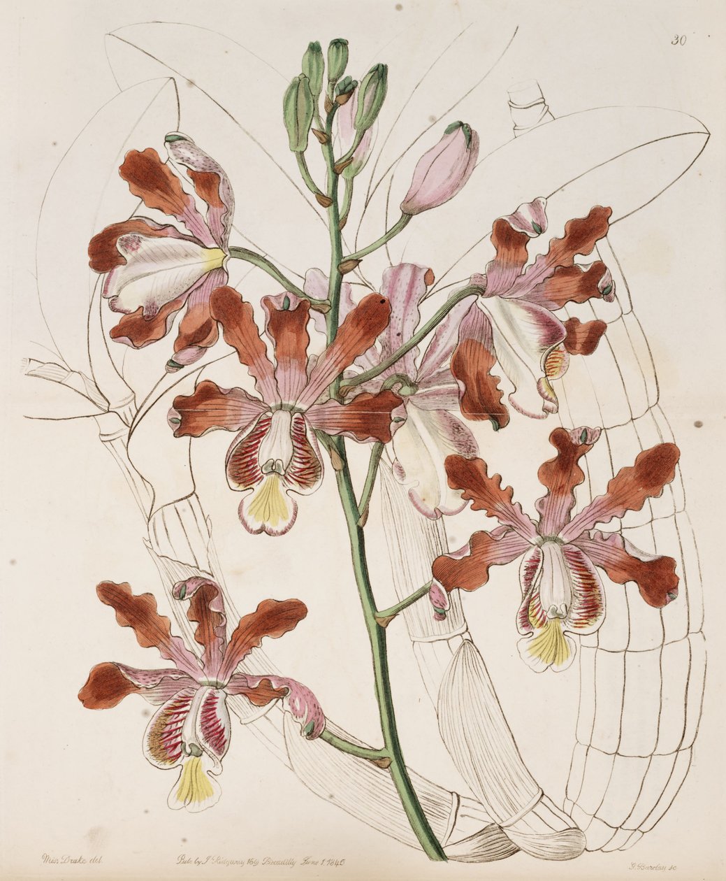 Myrmecophila grandiflora (jako syn. Schomburgkia flutis var. grandiflora) autorstwa Miss Drake