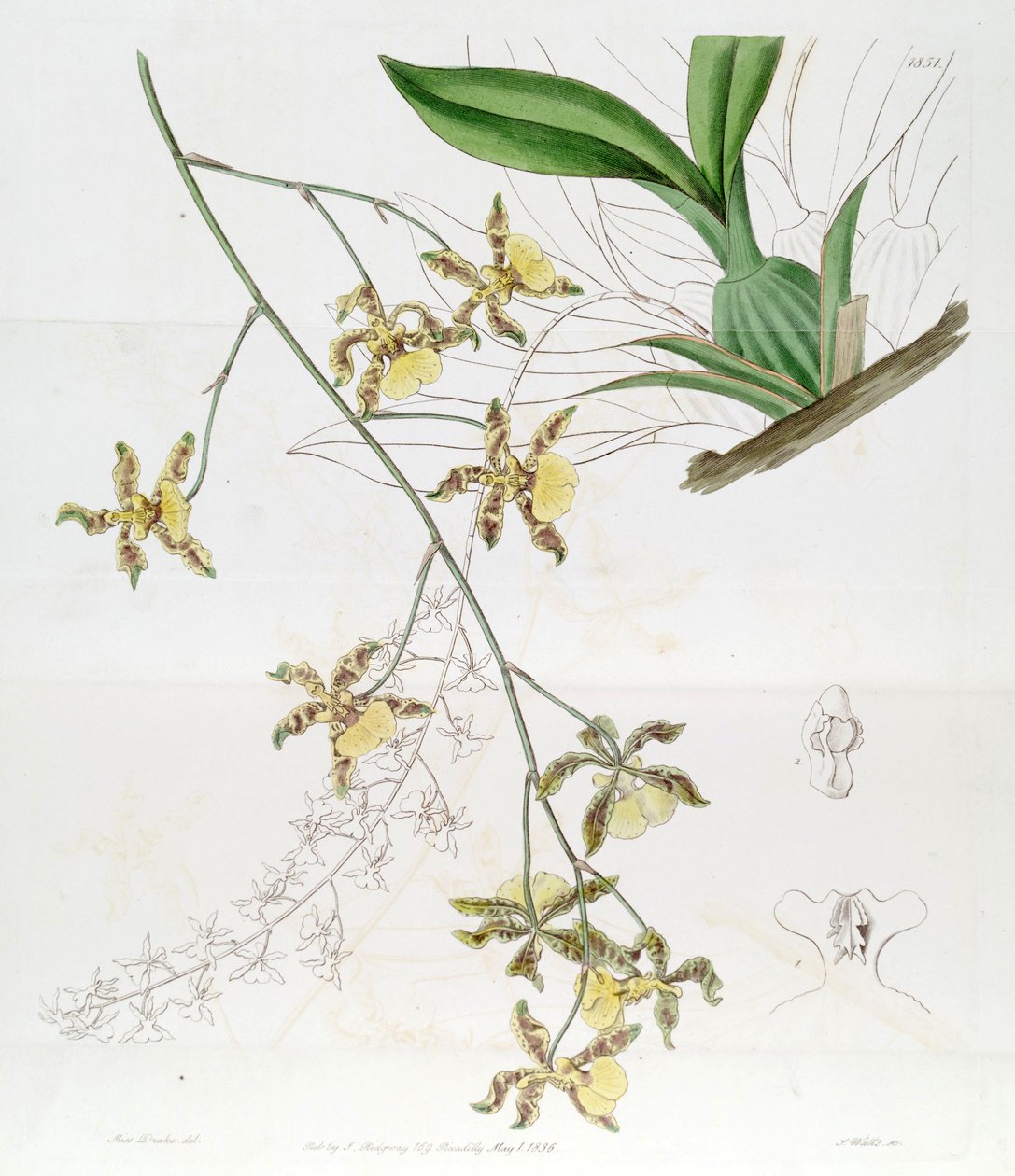 Oncidium alpinum (Jacq.) Św   (Ten rysunek NIE jest Oncidium baueri, patrz strona ujednoznacznienia) autorstwa Miss Drake