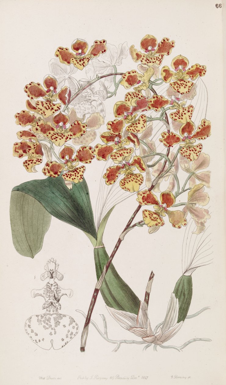 Oncidium autorstwa Miss Drake
