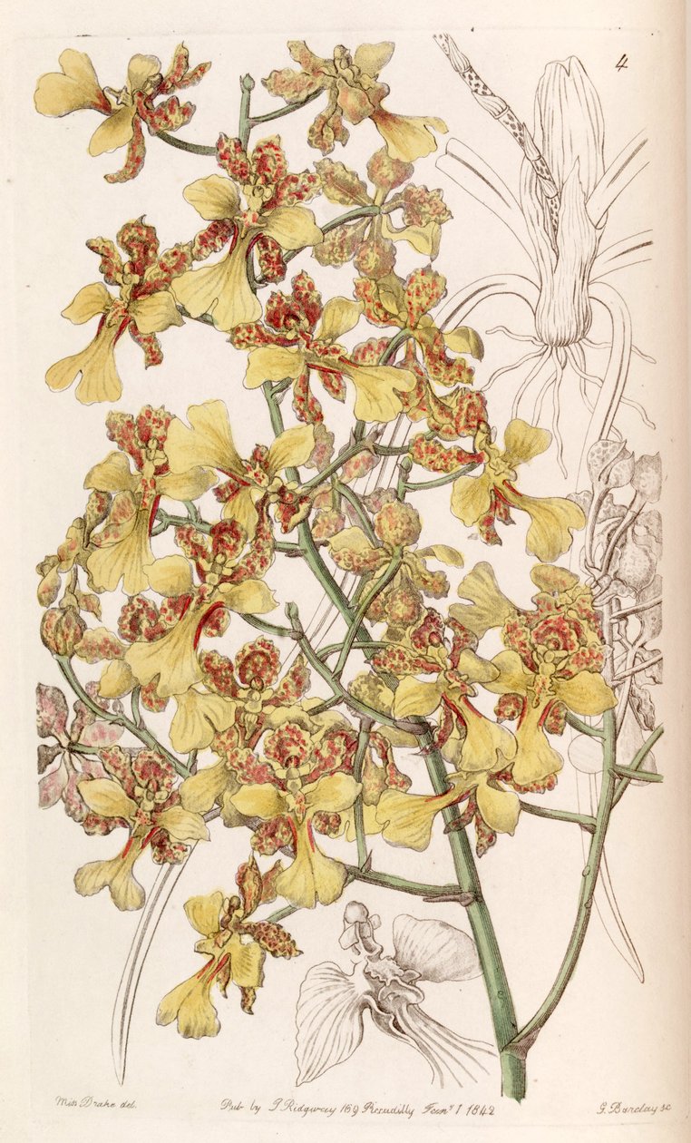 Oncidium cebolleta lub Trichocentrum cebolleta (jako syn. Oncidium longifolium) autorstwa Miss Drake