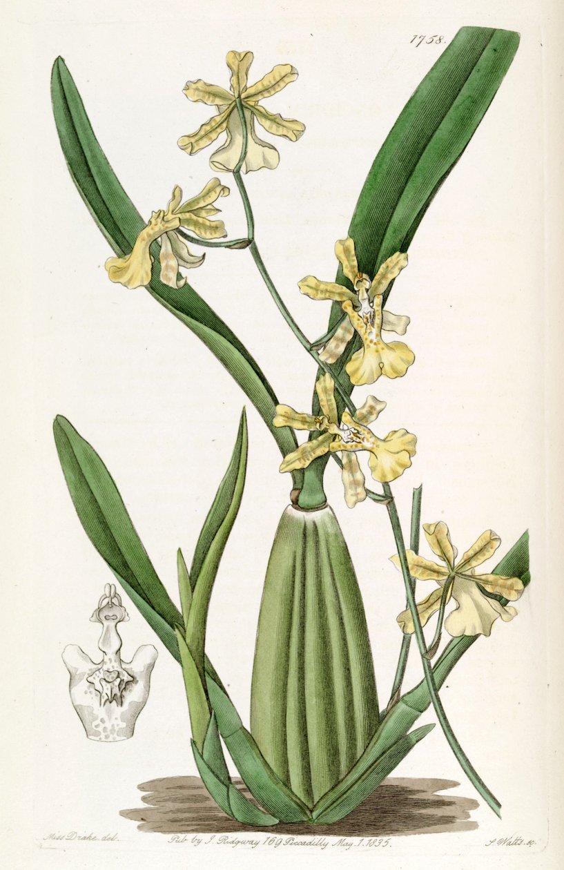 Oncidium citrinum autorstwa Miss Drake