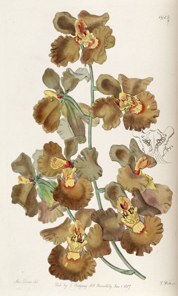 Oncidium crispum autorstwa Miss Drake
