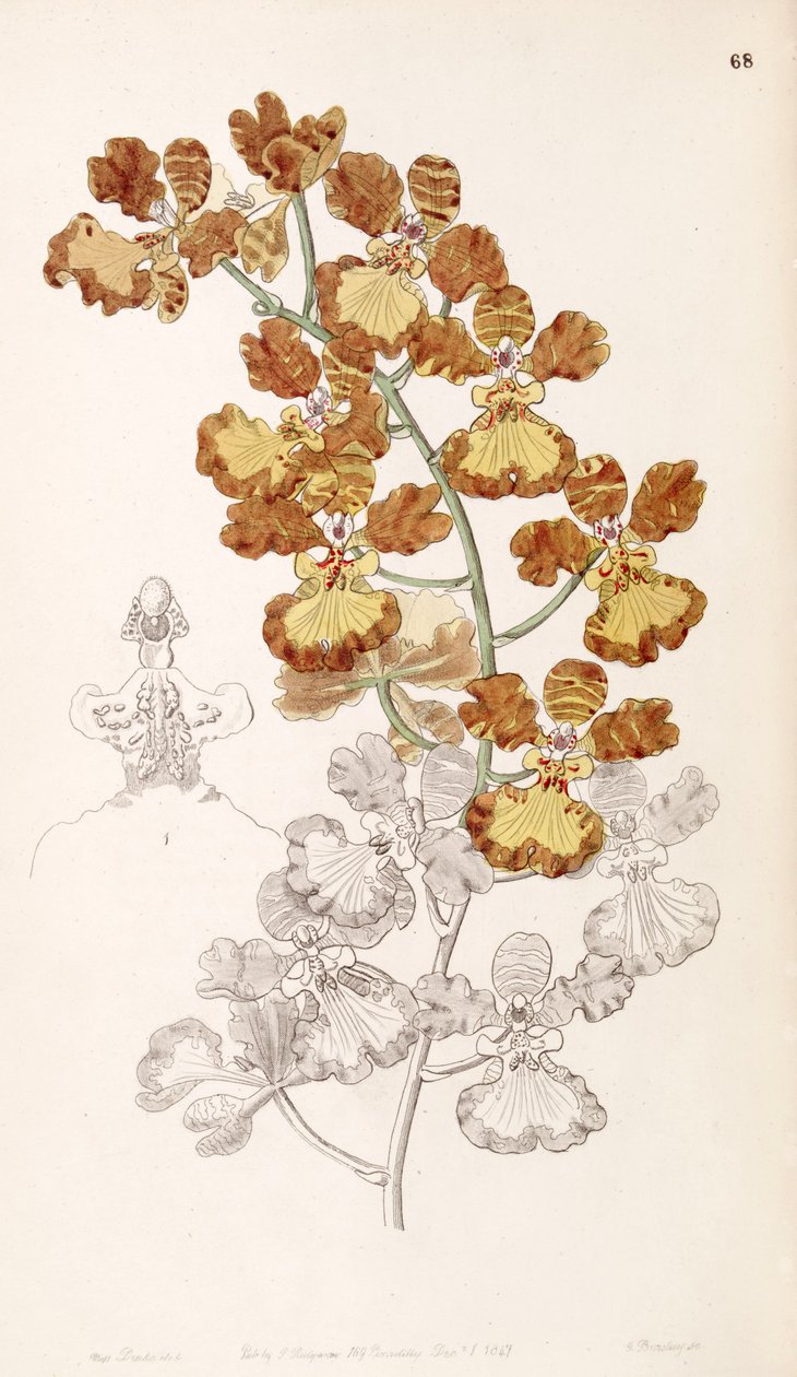 Oncidium gardneri (jako syn. Oncidium curtum) autorstwa Miss Drake