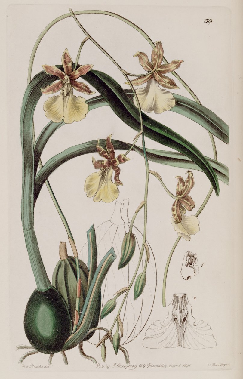 Oncidium graminifolium (jako syn. Cyrtochilum filipes) autorstwa Miss Drake