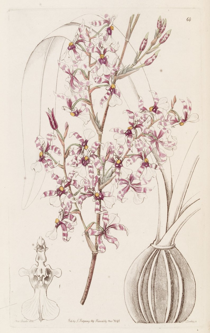Oncidium incurvus autorstwa Miss Drake