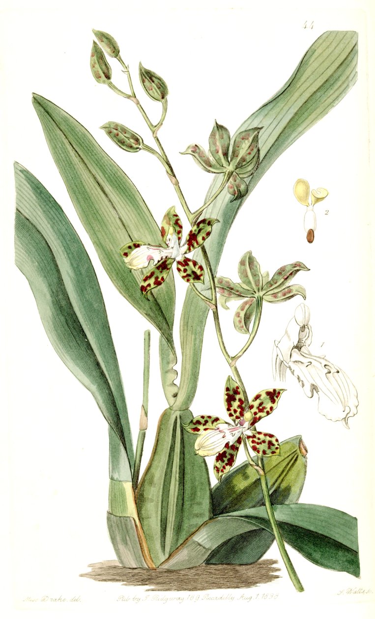 Oncidium maculatum (jako syn. Cyrtochilum maculatum) autorstwa Miss Drake