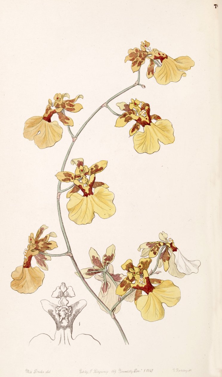 Oncidium reflexum (jako syn. Oncidium pelicanum) autorstwa Miss Drake