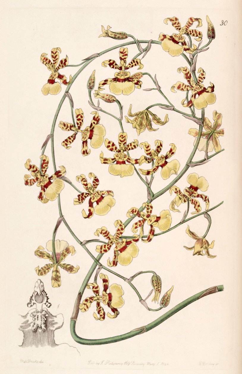 Oncidium sphacelatum autorstwa Miss Drake