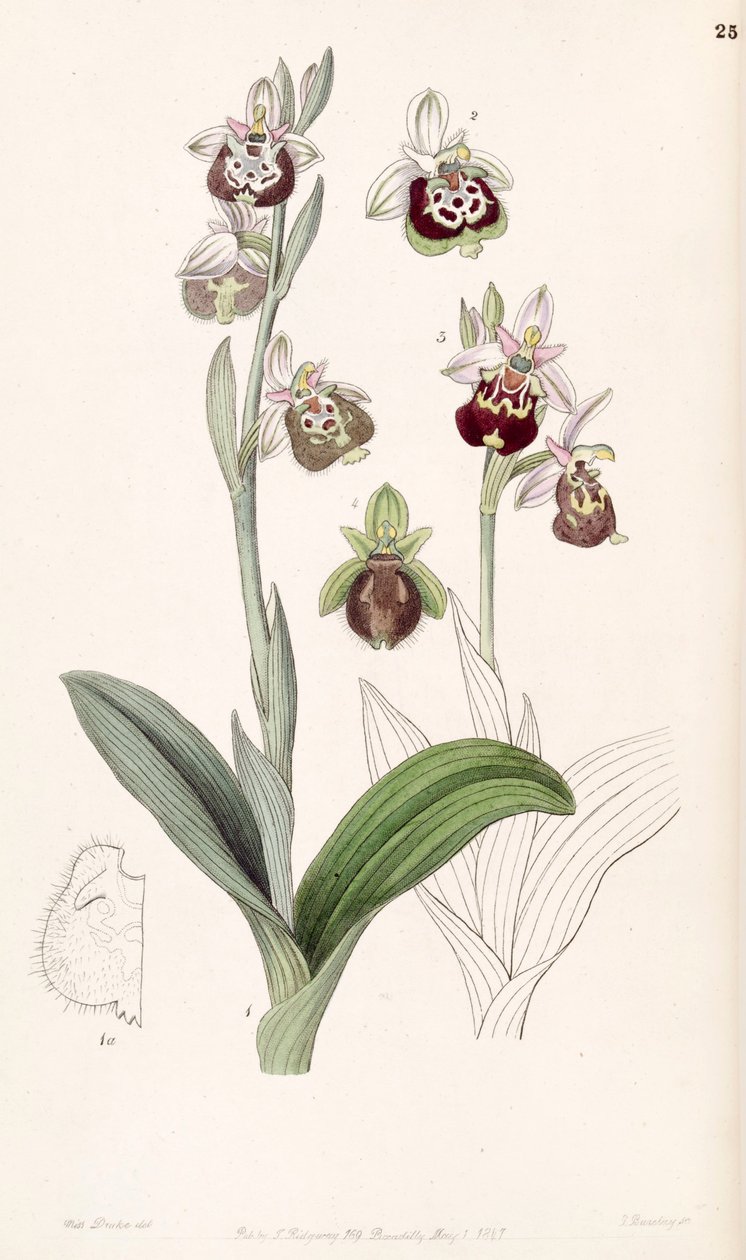 Ophrys fuciflora lub Ophrys holoserica autorstwa Miss Drake