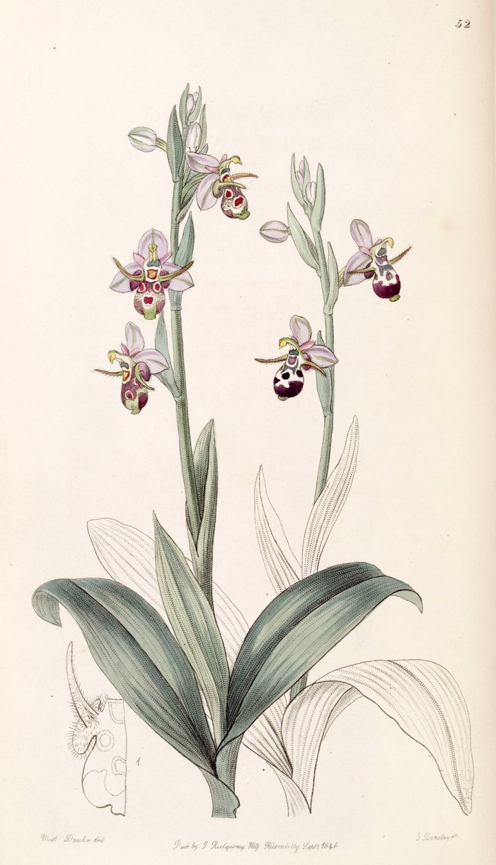 Ophrys scolopax subsp. cornuta (jako syn. Ophrys cornuta) autorstwa Miss Drake