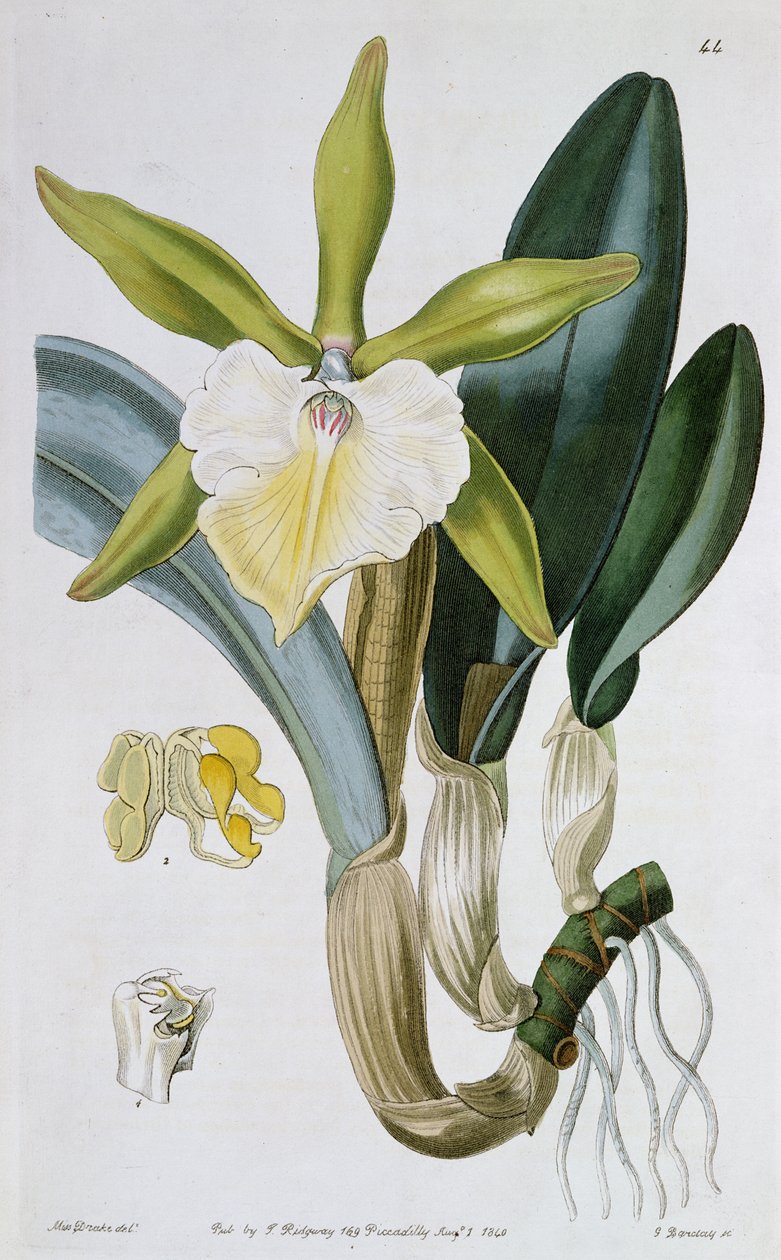 Orchidea: Brassavola glauca, opublikowany przez I. Ridgway, 1846 autorstwa Miss Drake