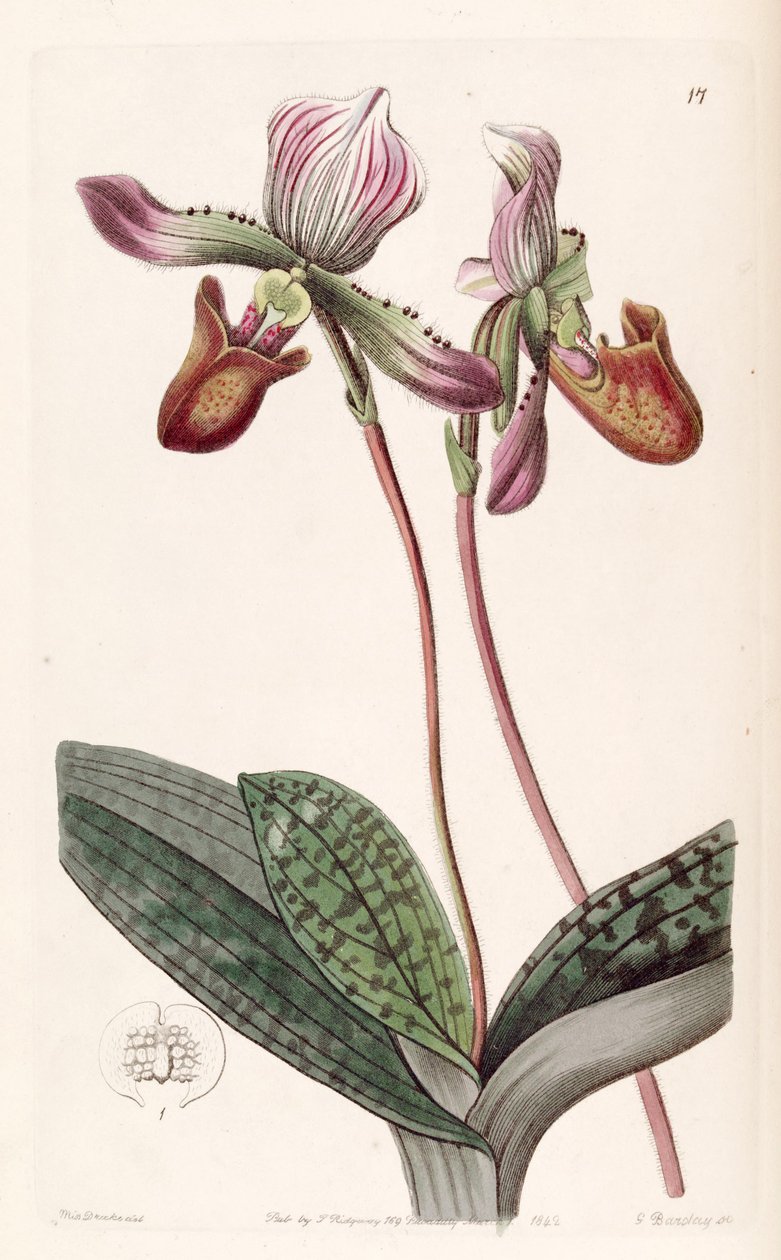 Paphiopedilum barbatum (jako syn. Cypripedium barbatum) autorstwa Miss Drake