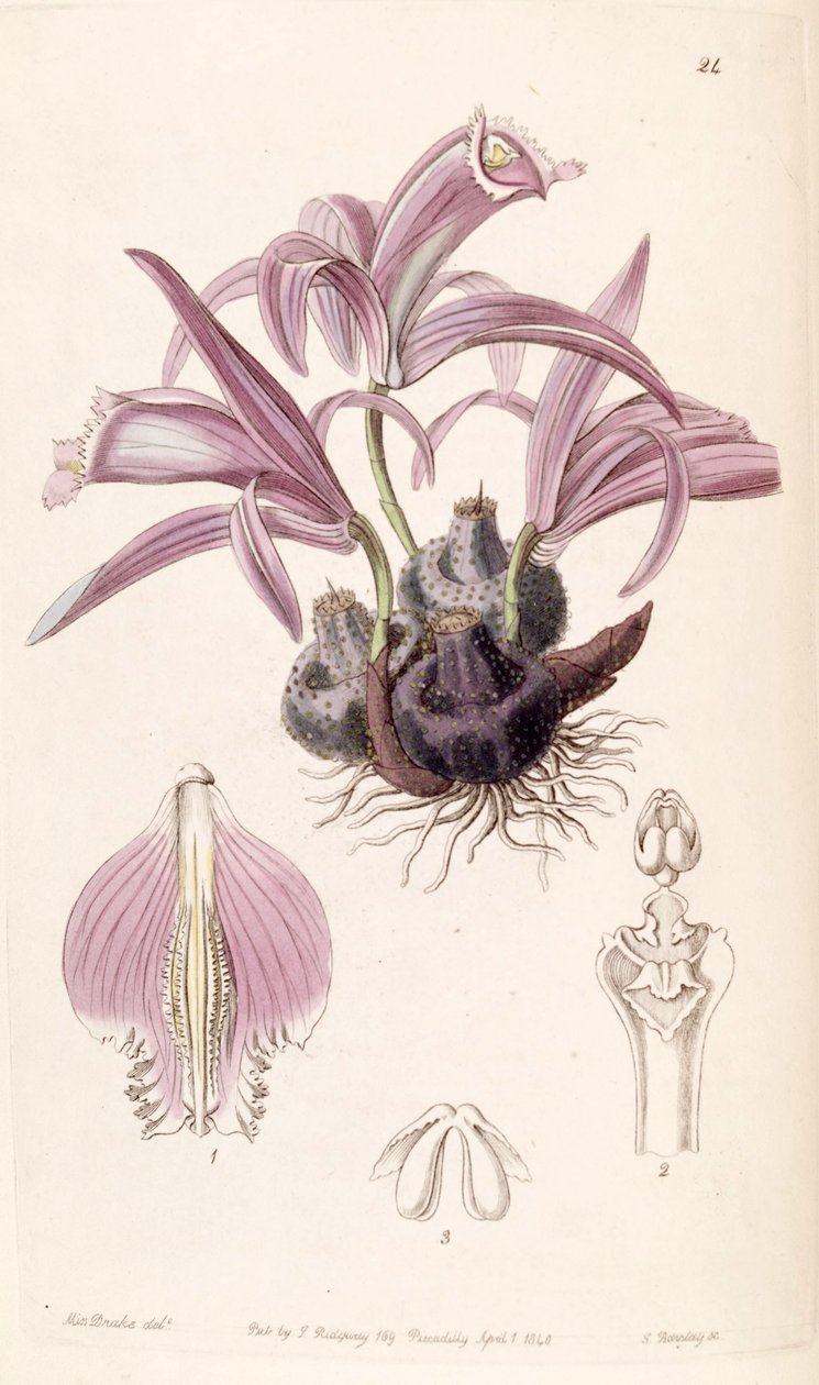 Pleione praecox (jako syn. Coelogyne wallichiana) autorstwa Miss Drake