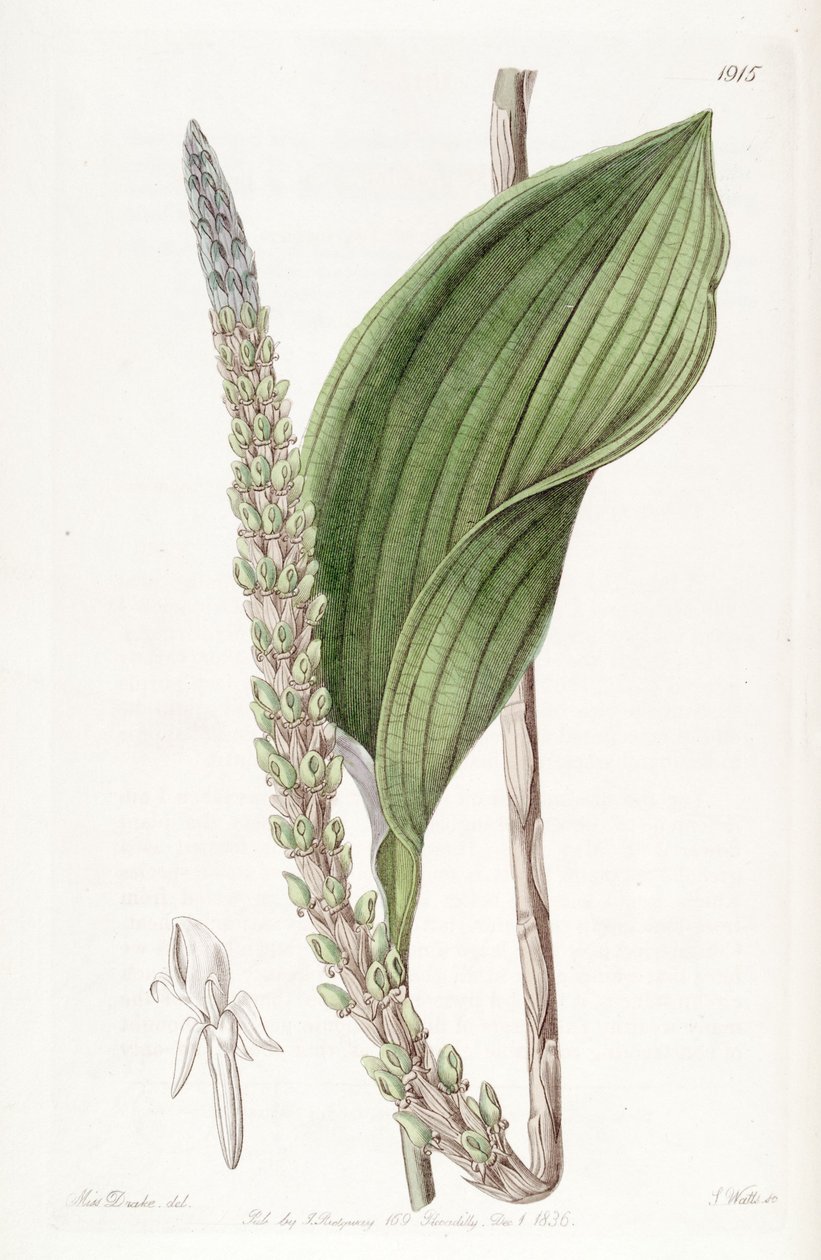 Prescottia stachyodes (jako syn. Prescotia colorans) autorstwa Miss Drake