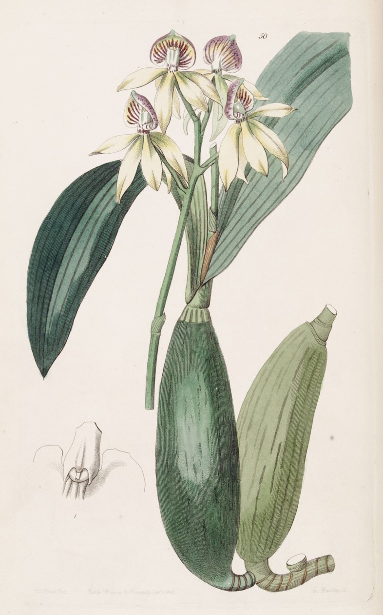 Prosthechea cochleata (jako syn. Epidendrum lancifolium) autorstwa Miss Drake