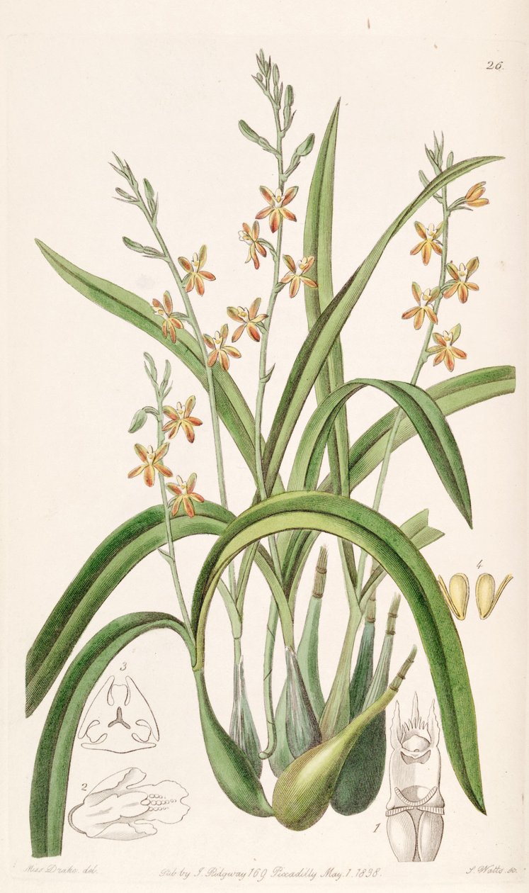 Prosthechea ochracea (jako syn. Epidendrum ochraceum) autorstwa Miss Drake