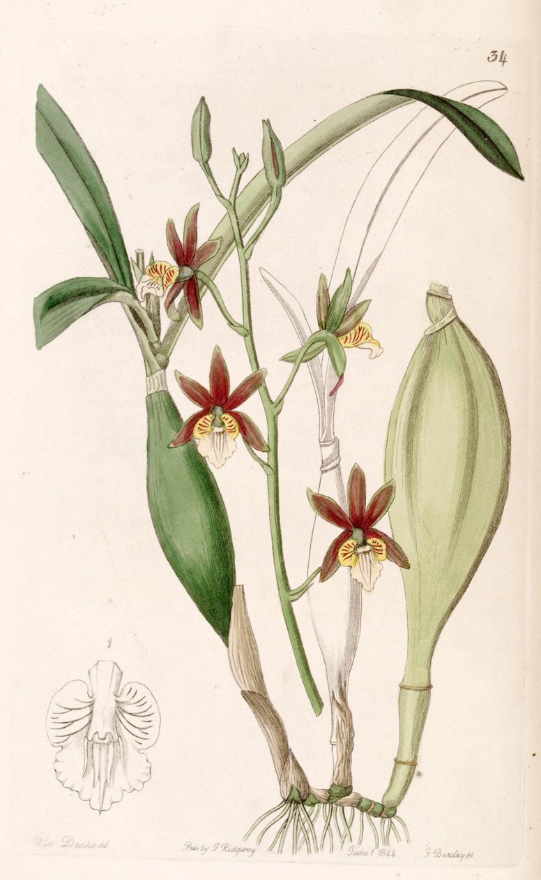 Prosthechea pterocarpa (jako syn. Epidendrum pterocarpum) autorstwa Miss Drake