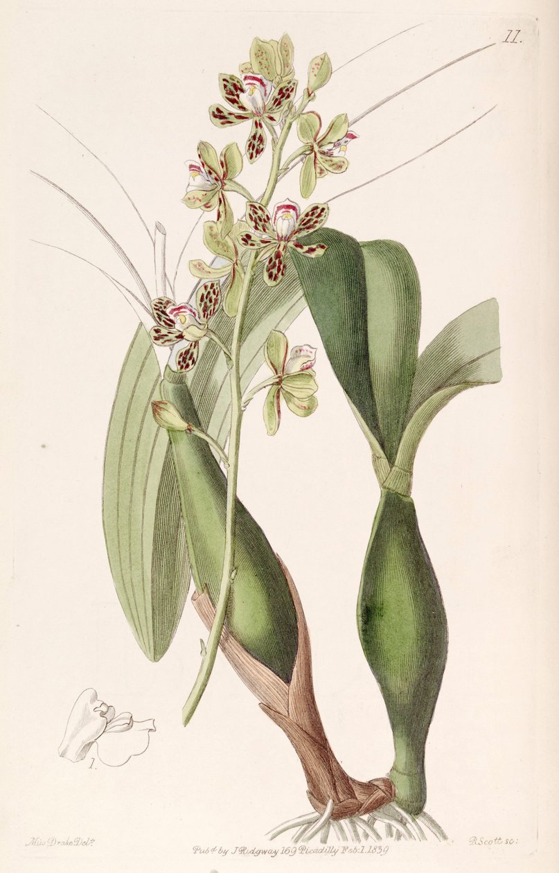 Prosthechea vespa autorstwa Miss Drake