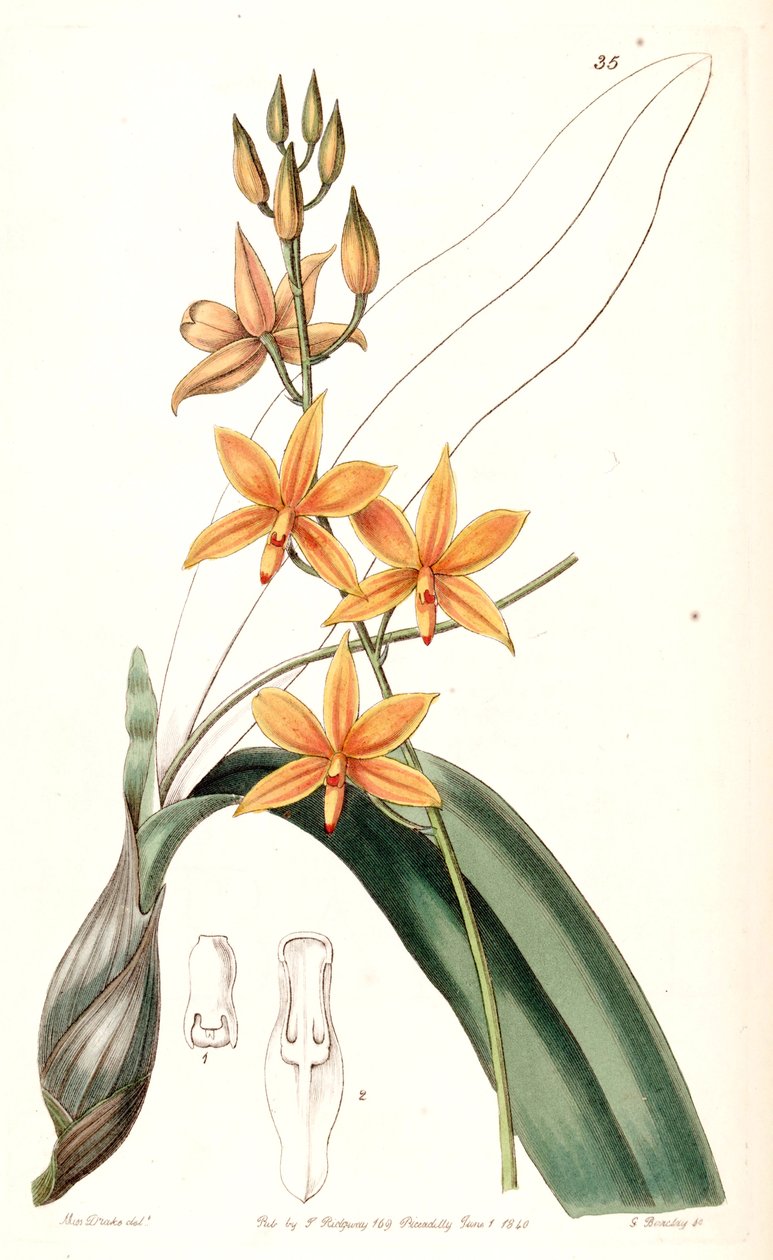 Dodatkowe Vitellins (niech plus Epidendrom vitellinom) autorstwa Miss Drake