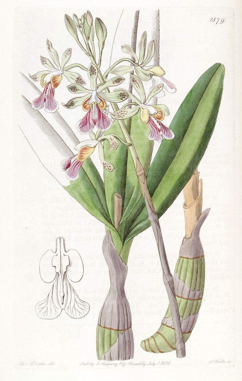 Psychilis bifida (jako syn. Epidendrum bifidum) autorstwa Miss Drake