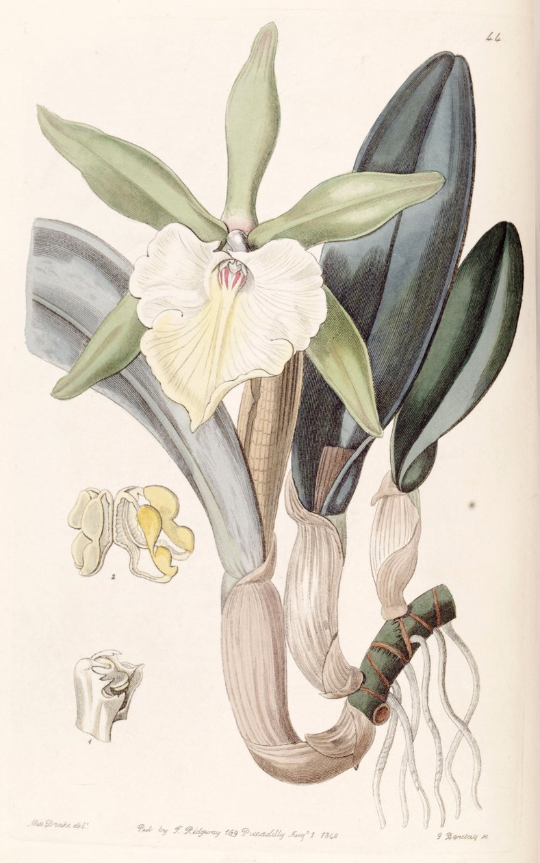 Rhyncholaelia glauca lub Brassavola glauca autorstwa Miss Drake