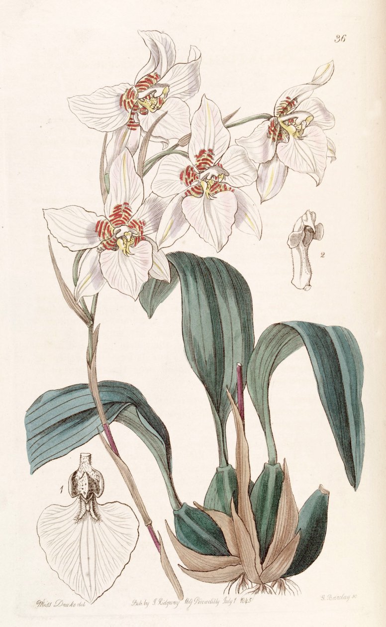 Rhynchostele cervantesii (jako syn. Odontoglossum cervantesii) autorstwa Miss Drake