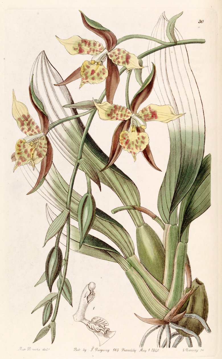 Rhynchostele maculata (jako syn. Odontoglossum maculatum) autorstwa Miss Drake