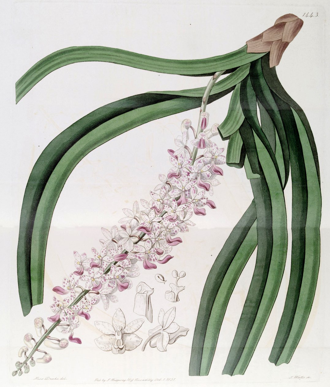 Rhynchostylis retusa (jako syn. Eulophia mackaiana) autorstwa Miss Drake