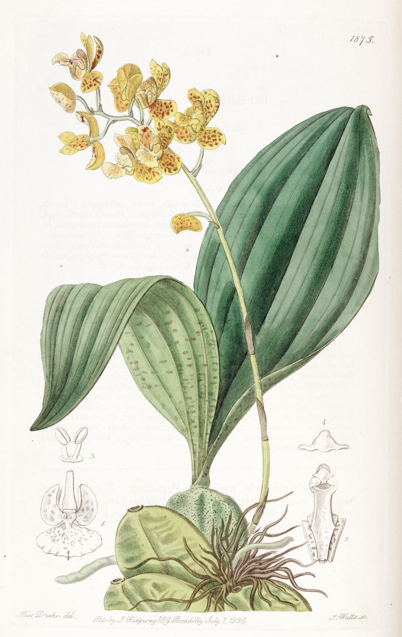 Rudolfiella aurantiaca autorstwa Miss Drake