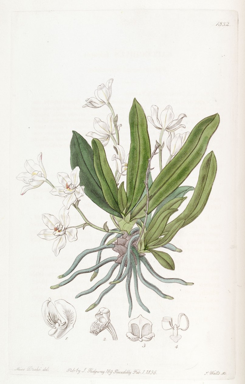 Sarcochilus falcatus autorstwa Miss Drake