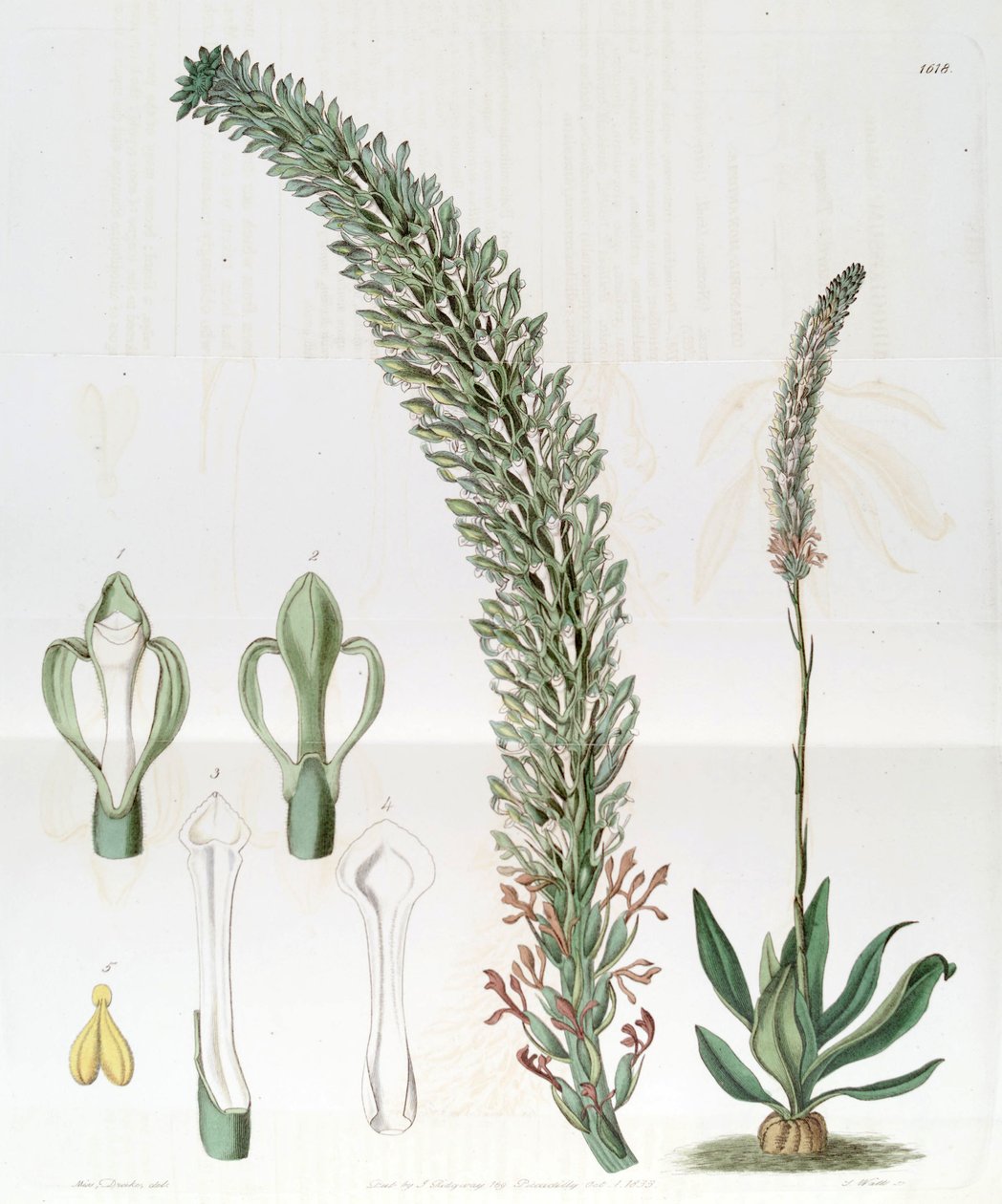 Sauroglossum nitidum (jako syn. Sauroglossum elatum) autorstwa Miss Drake