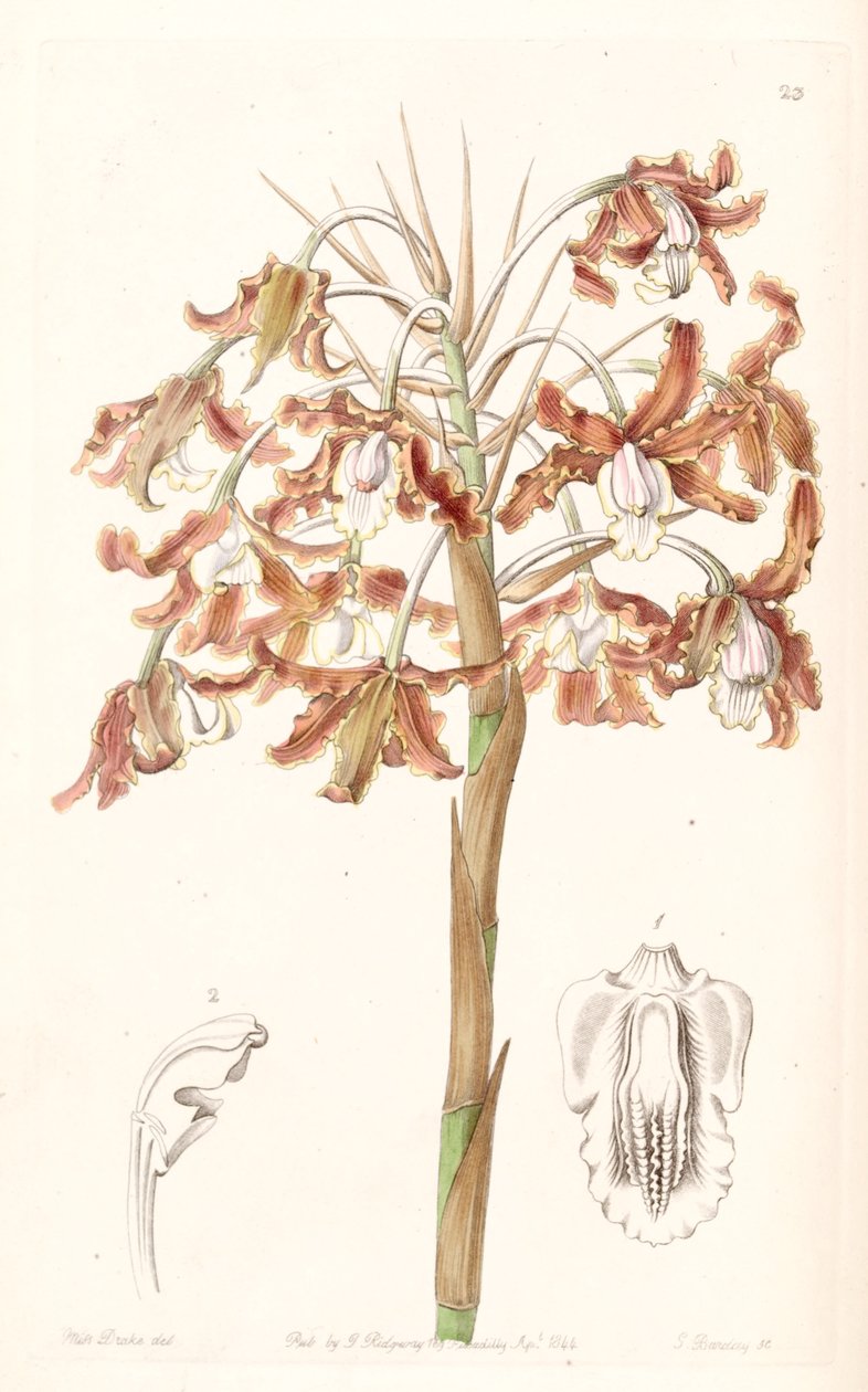 Schomburgkia crispa (syn. Laelia marginata) autorstwa Miss Drake