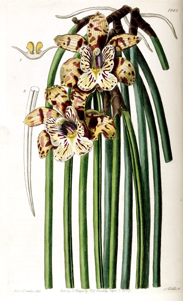 Scuticaria steelei (jako syn. Maxillaria steelii) autorstwa Miss Drake