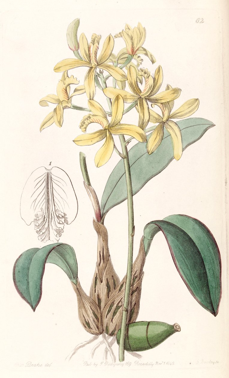Sophronitis crispata (jako syn. Laelia flava) autorstwa Miss Drake