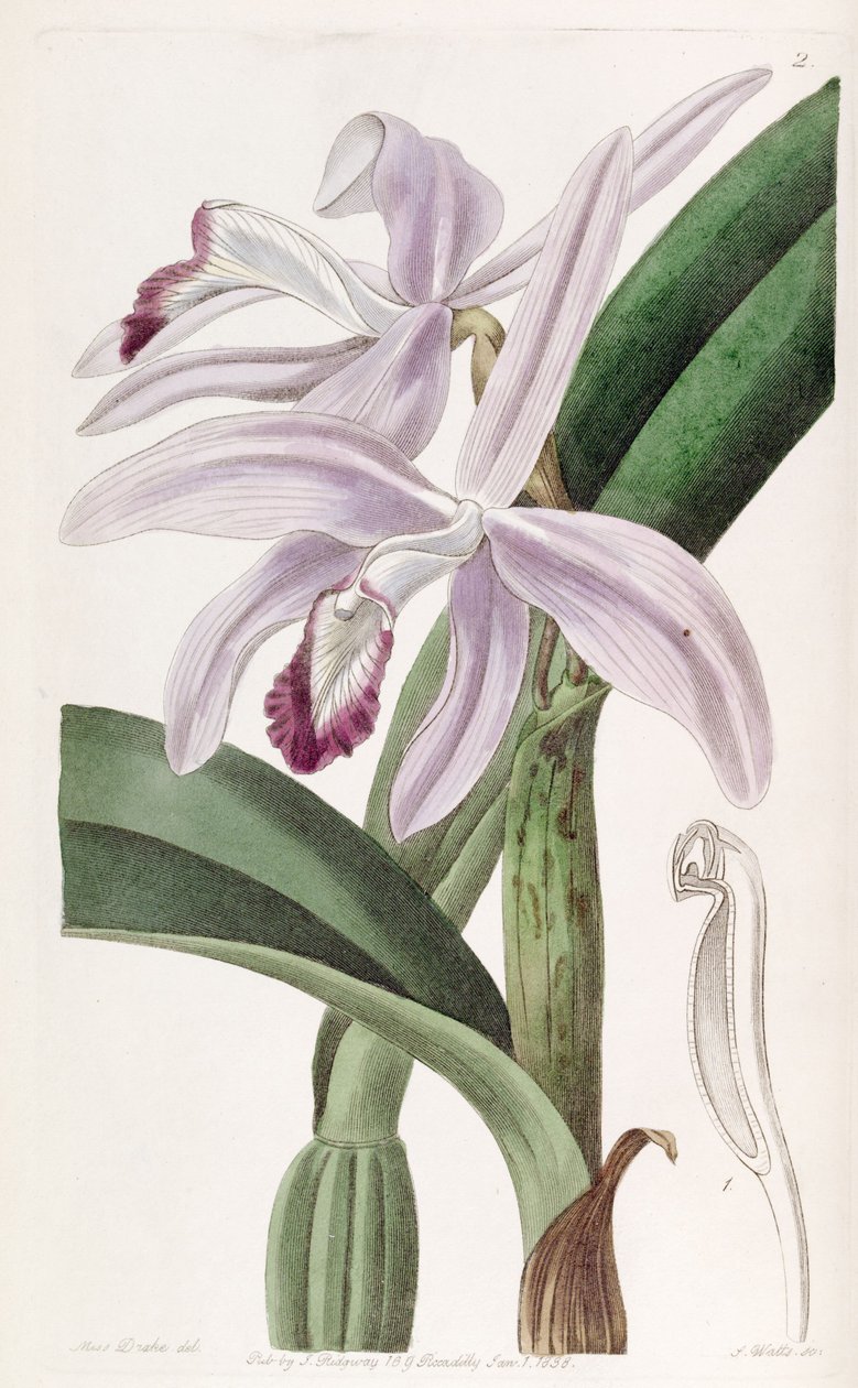 Sophronitis Perrinia (as syn Cattleya Perrinia) autorstwa Miss Drake