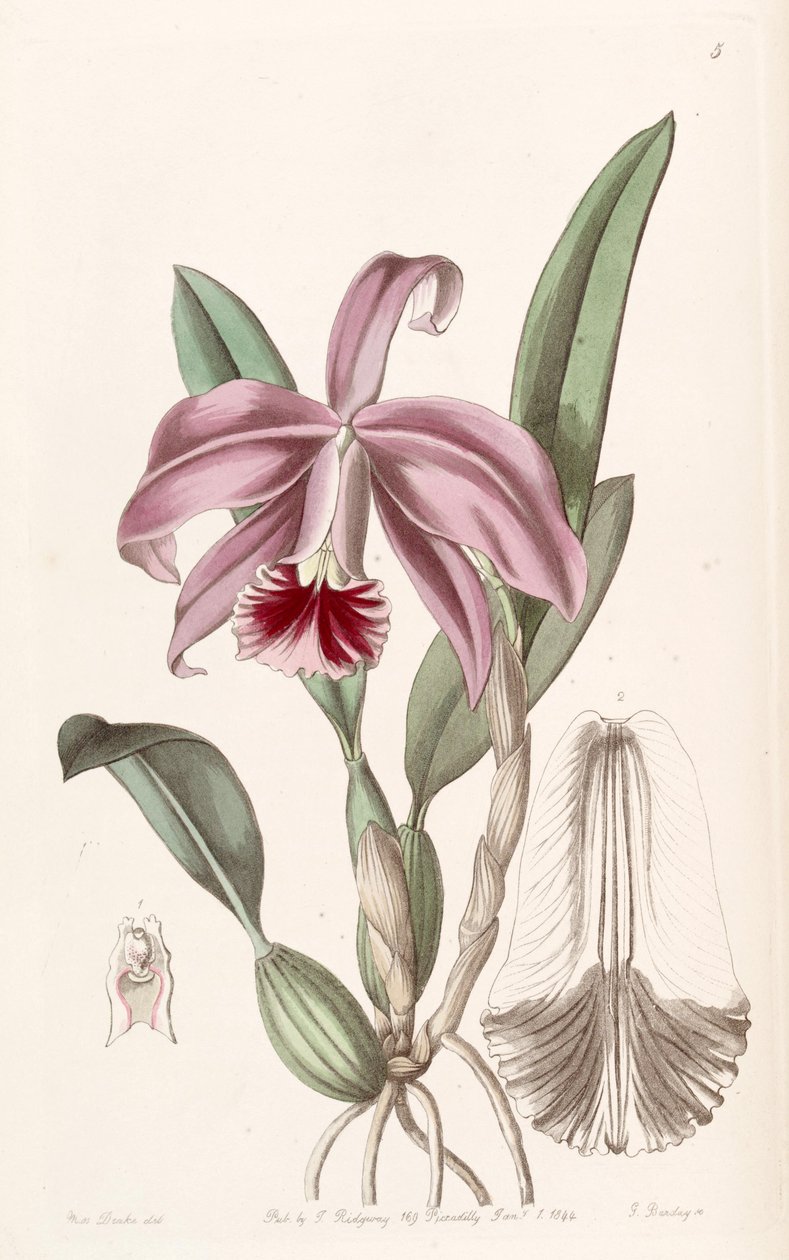 Sophronitis pumila (jako syn. Cattleya pumila) autorstwa Miss Drake