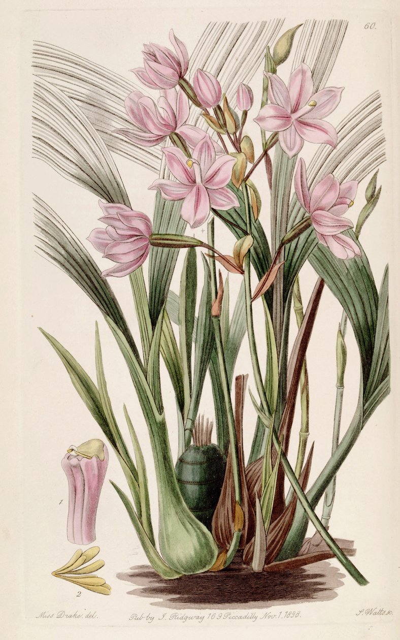 Spathoglottis plicata (jako syn. Paxtonia rosea) autorstwa Miss Drake